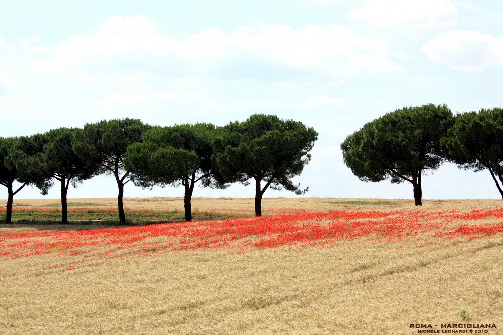 Vista del terreno del Tempio di Roma 37169818