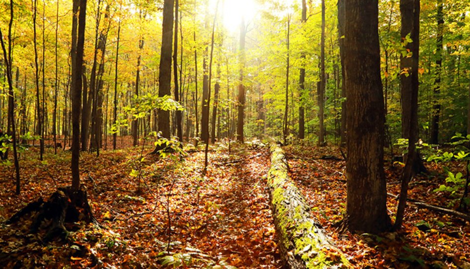 La prima visione di Joseph Smith Il bosco sacro
