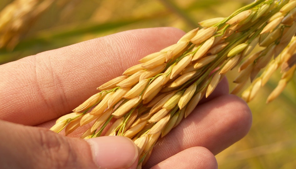 Giudicare gli altri la parabola del grano e della zizzania