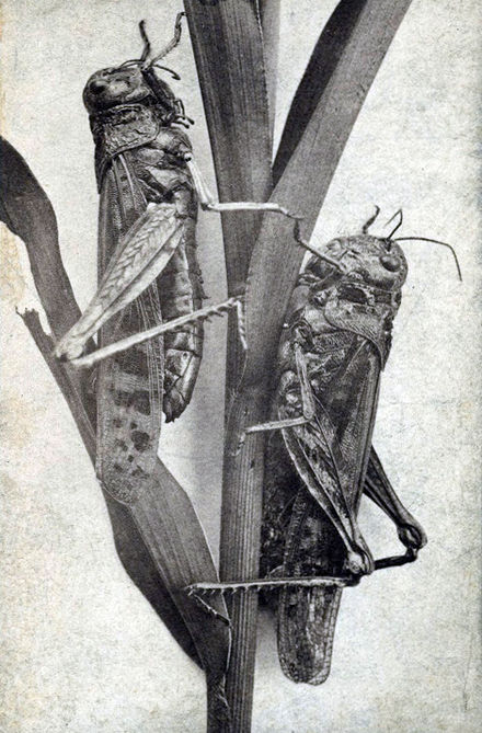 locusta delle montagne rocciose principio di benessere - locusta delle montagne rocciose, ora estinta.