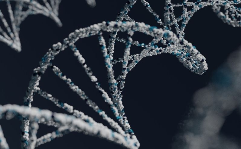 la teoria dell'evoluzione 