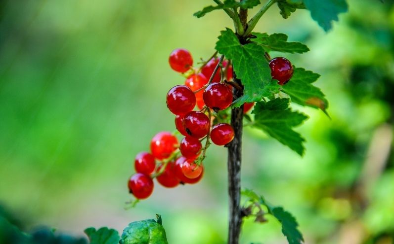 Il cespuglio di ribes