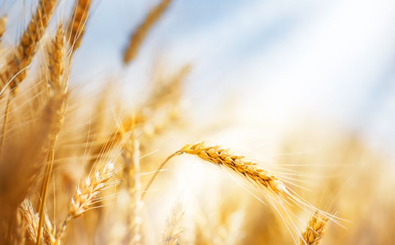 grano