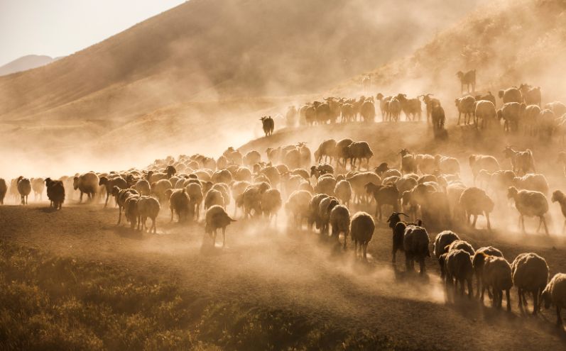 Il Buon Pastore conosce ogni agnello