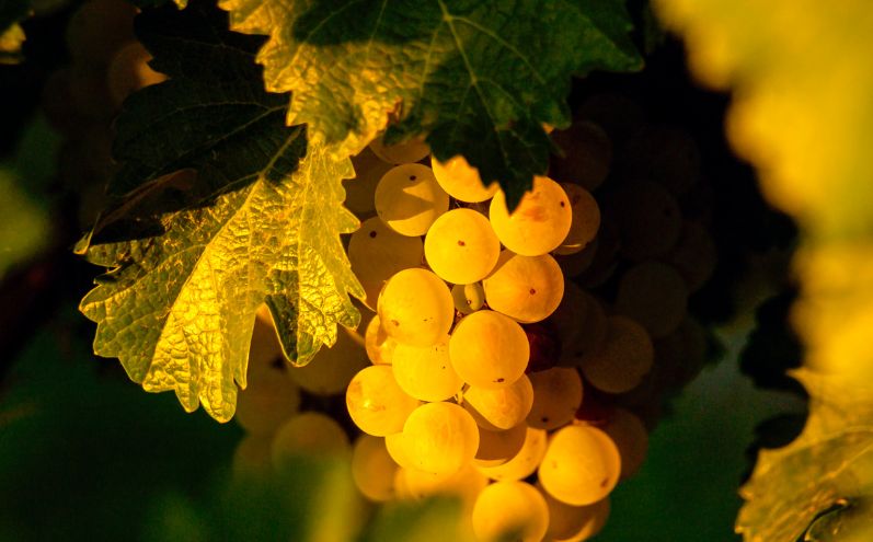 lavoratori della vigna