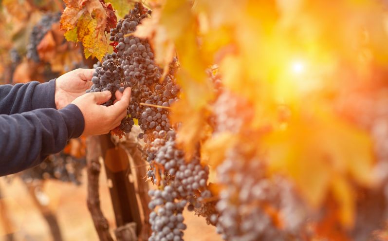 lavoratori della vigna