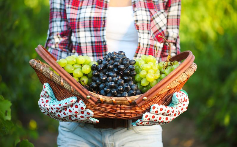 lavoratori della vigna