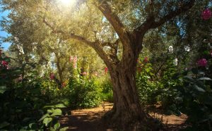 Giardino del Getsemani