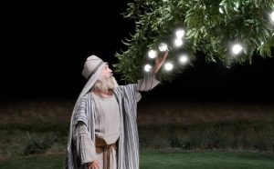 frutto dell'albero
